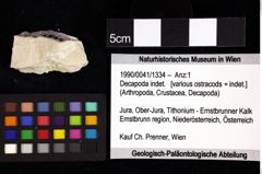 Foto (Objket + Etiketten) von Decapoda indet. 